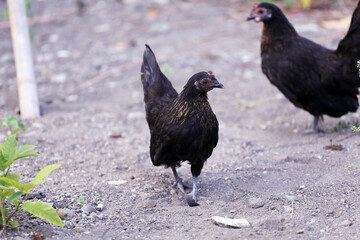 Black little chicken, called Ayam Kate