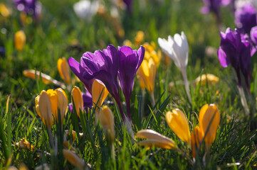 Field of flowering crocus vernus plants, group of bright colorful early spring flowers in bloom