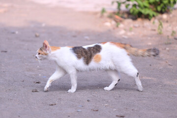 This cute cat was mixed from domestic cat with anggora cat