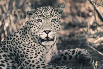 Leopard (Panthera pardus) female. Central Kalahari. Botswana.