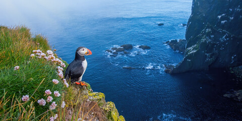 Atlantic puffin, fratercula arctica, standing on cliff in summertime. Panorami horizontal...