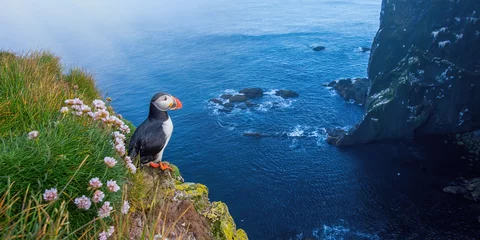 Foto op Aluminium Atlantic puffin, fratercula arctica, standing on cliff in summertime. Panorami horizontal composition of colorful seabird observing on mountainside near to sea. Wild aquatic animal looking to the blue © WildMedia