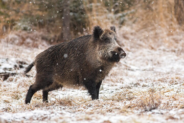 Wild boar, sus scrofa, walking on meadow during the snowing. Brown hairy swine marching in snow in winter. Wild dirty mammal looking in snowy nature.