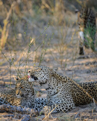 Leopard (Panthera pardus) juvenile (cub) being groomed by its mother. Central Kalahari. Botswana.