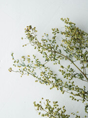 Dry wild plant on white background. Herb in autumn.