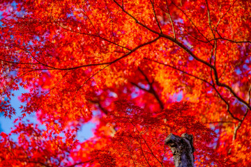 autumn tree in the park