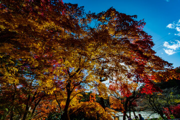 autumn tree in the park