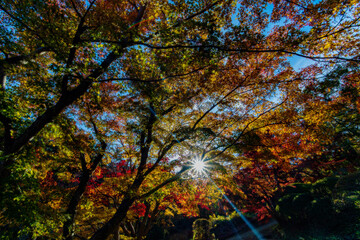 autumn tree in the park