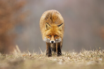 Red fox, vulpes vulpes, looking to the camera on meadow in autumn. Alert orange predator standing on dry field in fall. Wild orange mammal sneaking on pasture.