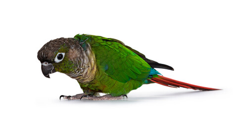 Cheeky green cheeked Pyrrhura bird, standing side ways on flat surface. Looking curious over edge. Isolated on white background.