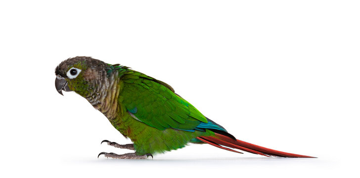 Cheeky green cheeked Pyrrhura bird, standing side ways on flat surface. Looking straight ahead. Isolated on white background.