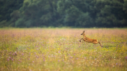 Roe deer, capreolus capreolus, jumping on flower meadow in autumn nature. Wild roebuck running on field in fall. Brown male mammal in motion in wildflowers with copy space.