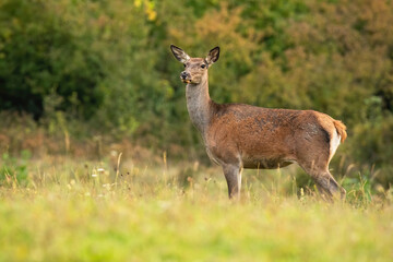 Naklejka na ściany i meble Alert red deer, cervus elaphus, looking om meadow in autumn nature. Attentive hind looking on field in fall. Wild brown mammal listening on green pasture.