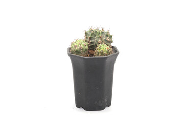 Small green cactus with thorn in flower pot on white background, photographed in my home studio.
