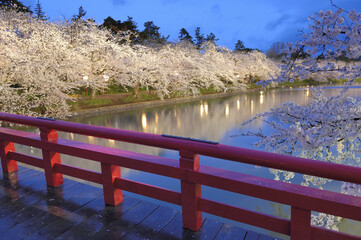 西濠の桜