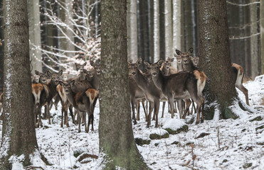 Herd of deers male and female (Cervus Elaphus), Noble Red Deer, Standing In spruce Forest. Portrait Of Deers Stag,While Looking At You In Winter Time