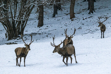 Herd majestic red deer on a snowy meadow behind the winter forest during snowfall