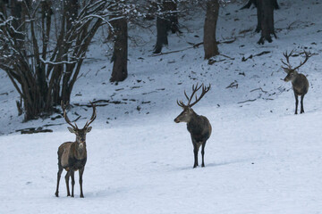 Herd majestic red deer on a snowy meadow behind the winter forest during snowfall