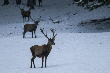 Herd majestic red deer on a snowy meadow behind the winter forest during snowfall