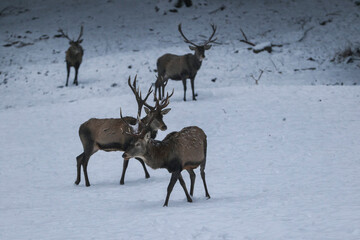 Naklejka na ściany i meble Herd majestic red deer on a snowy meadow behind the winter forest during snowfall