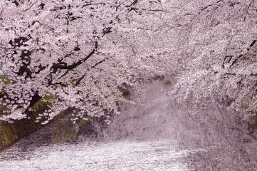 桜