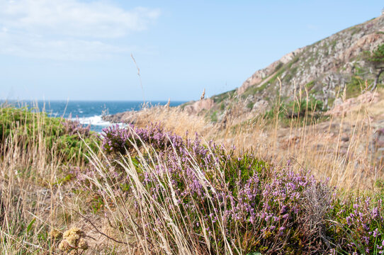Coastal view from Kullaberg, Sweden (Nature reserve on the Kullen peninsula). Heather plants in foreground.