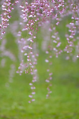 紅しだれ桜