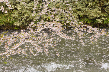 外濠の桜