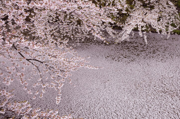 外濠の桜