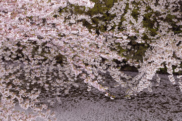 外濠の桜