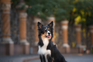 nice dog in the city. border collie l the background of the old town