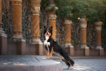 Obraz premium nice dog in the city. border collie l the background of the old town