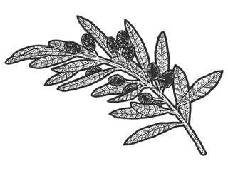 A sprig of wild olives. Sketch scratch board imitation. Black and white.