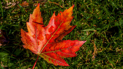 Naklejka na ściany i meble Autumn leaf with beautiful red yellow and orange colors on the grass, autumn concept, top view, copy space