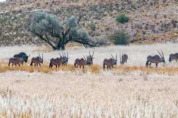 Herd of oryx and a wildebeest in the Kgalagadi
