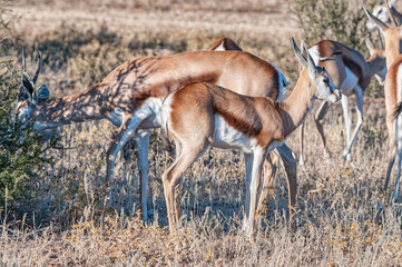 Springbok ewe and fawn in the arid Kgalagadi