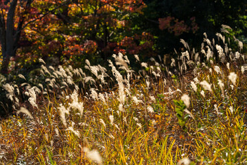 Obraz premium autumn leaves