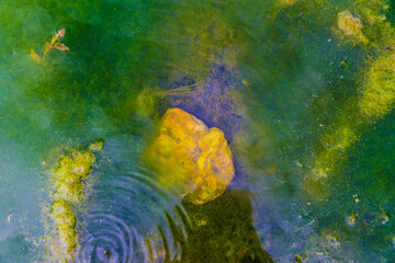 Closeup of the water surface with algae bloom and frog spawning, green and yellow color with a slight reflection of sunlight, sunny day on the Maas (Meuse) river in South Limburg, the Netherlands