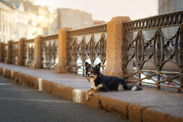 nice dog in the city. border collie l the background of the old town