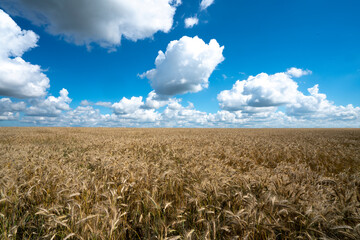 field of ripe wheat, rye and barley under a blue sky with clouds