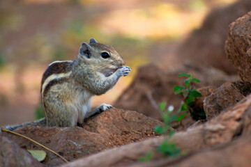 common squirrel