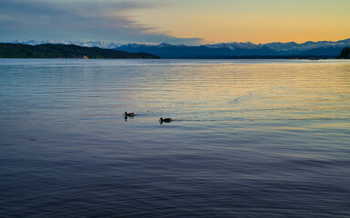 Obraz na płótnie Canvas Zwei Enten auf dem Wasser bei romantischem Sonnenuntergang am Starnberger See