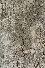 Close-up detail of the bark of the trunk of a cracked and dry tree. Abstract background by organic texture.