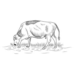 Cow, Hand drawn in a graphic style. Vintage engraving illustration for poster, web