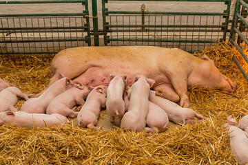 Suckling Piglets Sow