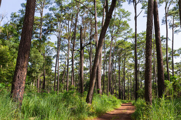 Pine trees forest with green grass and have soil road into the mountain.