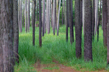 Pine trees forest with green grass and have soil road into the mountain.