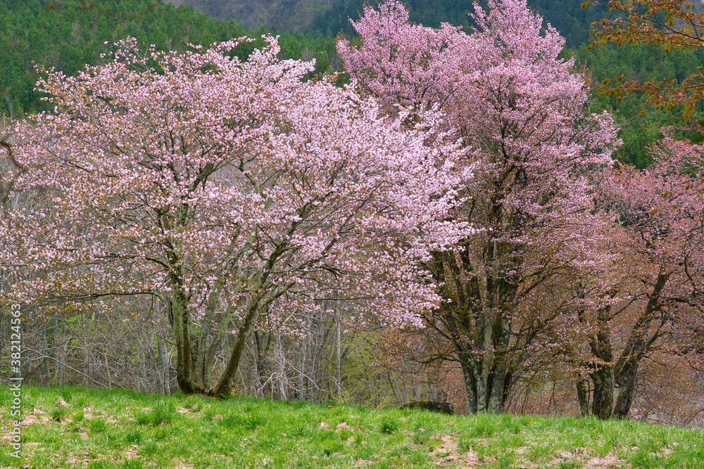 Wall mural 大山桜