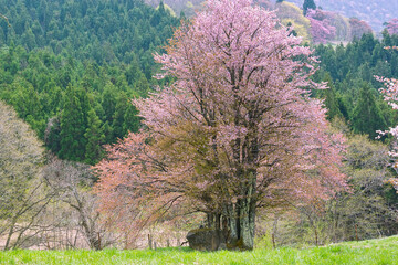 大山桜