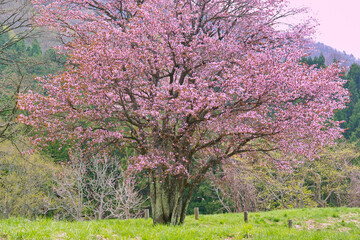大山桜